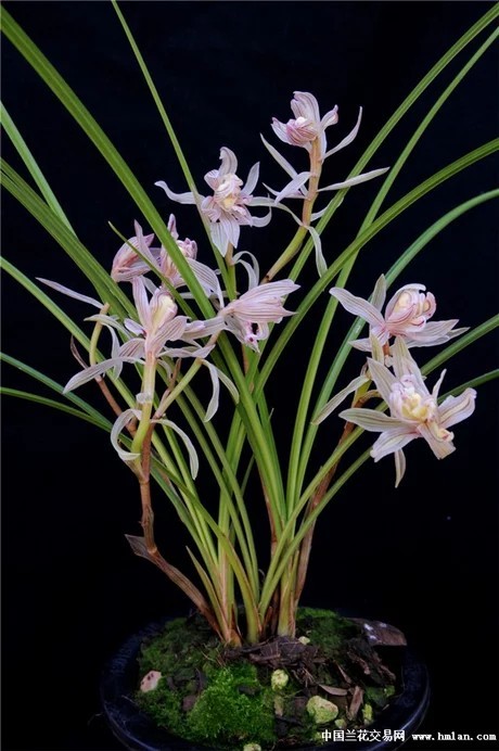 十大名花君子之花