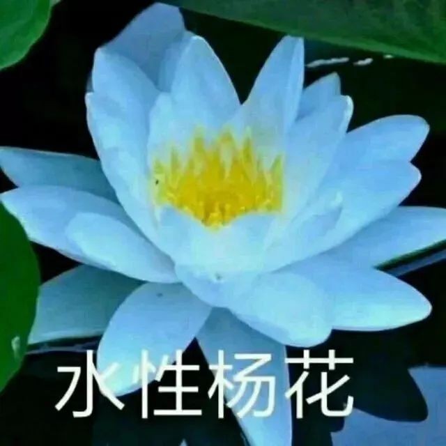 莲花微信头像治愈表情包—无水印-小懿头像杂货铺