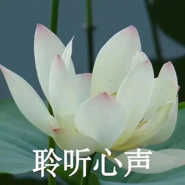 莲花微信头像治愈表情包—无水印-小懿头像杂货铺