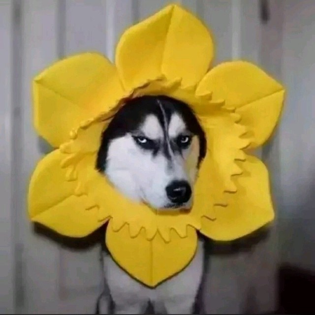 沙雕菊花二哈