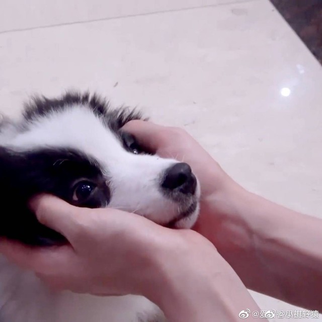 严浩翔未婚妻是大佬