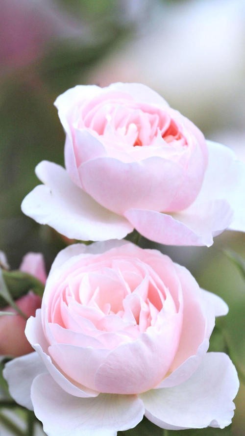 初恋月季花的花语含义是初恋,它开花的时候,能够给人一种梦幻唯美的