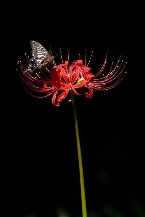 本名摩诃曼陀罗华曼珠沙华,意思是,开在天界之红花,又叫做彼岸花,天涯