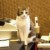 猫咪