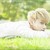 TAO