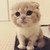 源猫