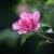 花癡