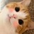 路猫甲