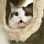 美女猫
