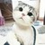 艾莎莎猫形