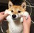 安妈