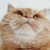 作者。。橘猫猫