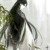 帝尊