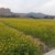 郁風(fēng)