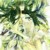 木老