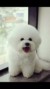 vivi