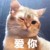 作者猪