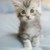 猫猫