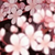 白蓮花