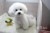 vivi