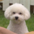 vivi