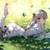 作者:幻天恨真