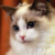 小猫