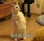 莊園主