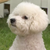 vivi
