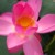 花痴2