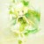 芽芽