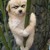 金犬竹（老四）