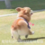 小P