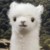 奶奶