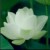白蓮花