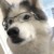 风铃狗