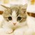 猫咪们。