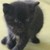 黑猫