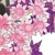 花痴
