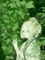 碧烟