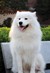 萨摩耶犬