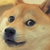 狗系统