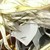 伊萊克斯