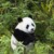 经济人