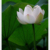 林菲菲