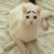 眉毛猫