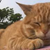 猫小咪