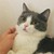 短腿的猫