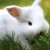 神仙兔兔