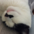 小猫